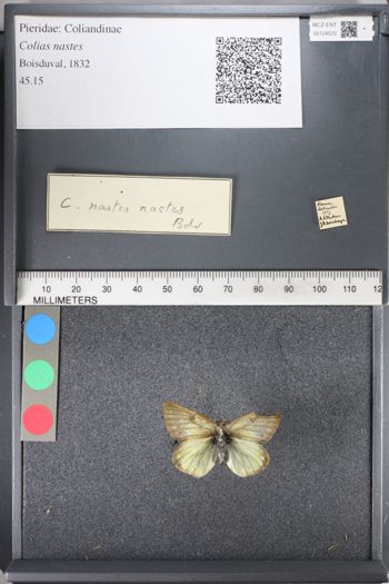 Media type: image;   Entomology 124572